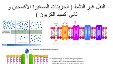 حل درس انتقال مواد الخلية للصف السادس المنهاج الاماراتي